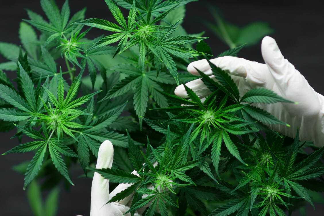 Wenn die EU kein Veto gegen das geplante Cannabis-Gesetz des Bundesministeriums für Gesundheit einlegt, würde der Markt einen enormen Schub bekommen. / Foto: Shutterstock/ Lifestyle discover