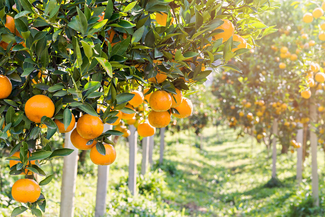 In Deutschland darf Chlorpyrifos nicht gespritzt werden. Es findet sich aber immer wieder auf importierten Zitrusfrüchten wie Orangen. / Foto: Adobe Stock/skarie