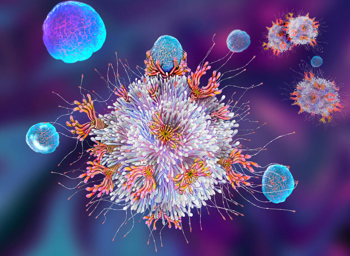 T-Zellen erkennen über spezielle Rezeptoren spezifisch Antigene und sind damit zentrale Akteure des Immunsystems. / Foto: Getty Images/Keith Chambers/Science Photo Library
