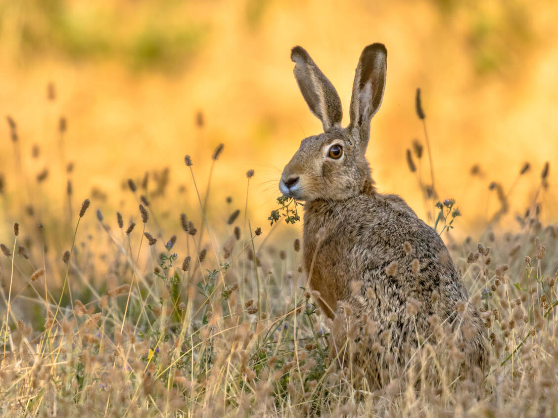 Im Frühjahr 2025 gab es hochgerechnet 19 Feldhasen pro Quadratkilometer Feld und Wiese. Die Bestände sind größer als noch vor 20 Jahren. / © Adobe Stock/Creative Nature