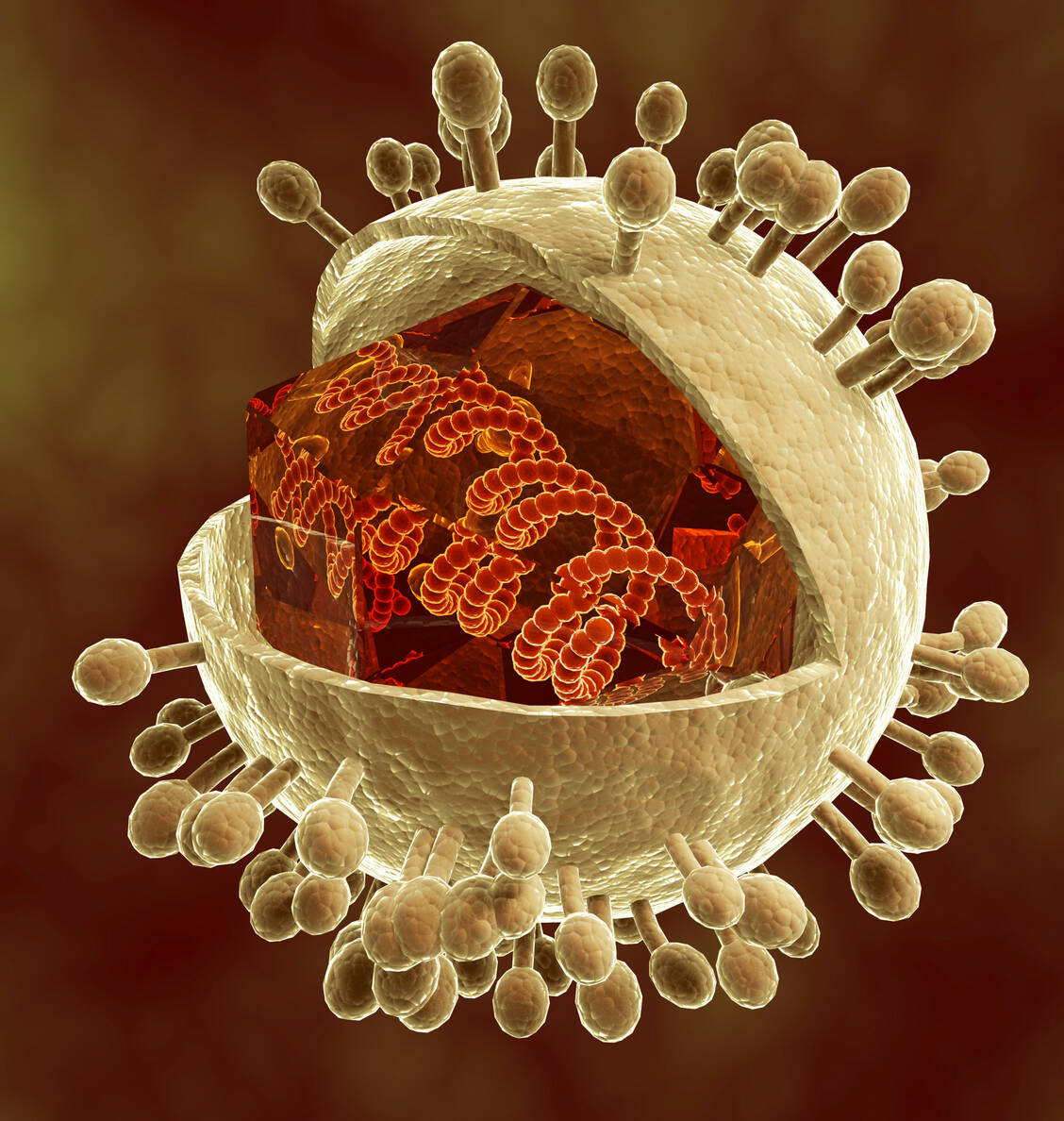 Das Zytomegalievirus, das zu den Herpesviren gehört, besitzt ein doppelsträngiges DNA-Genom.  / Foto: Getty Images/Stocktrek Images