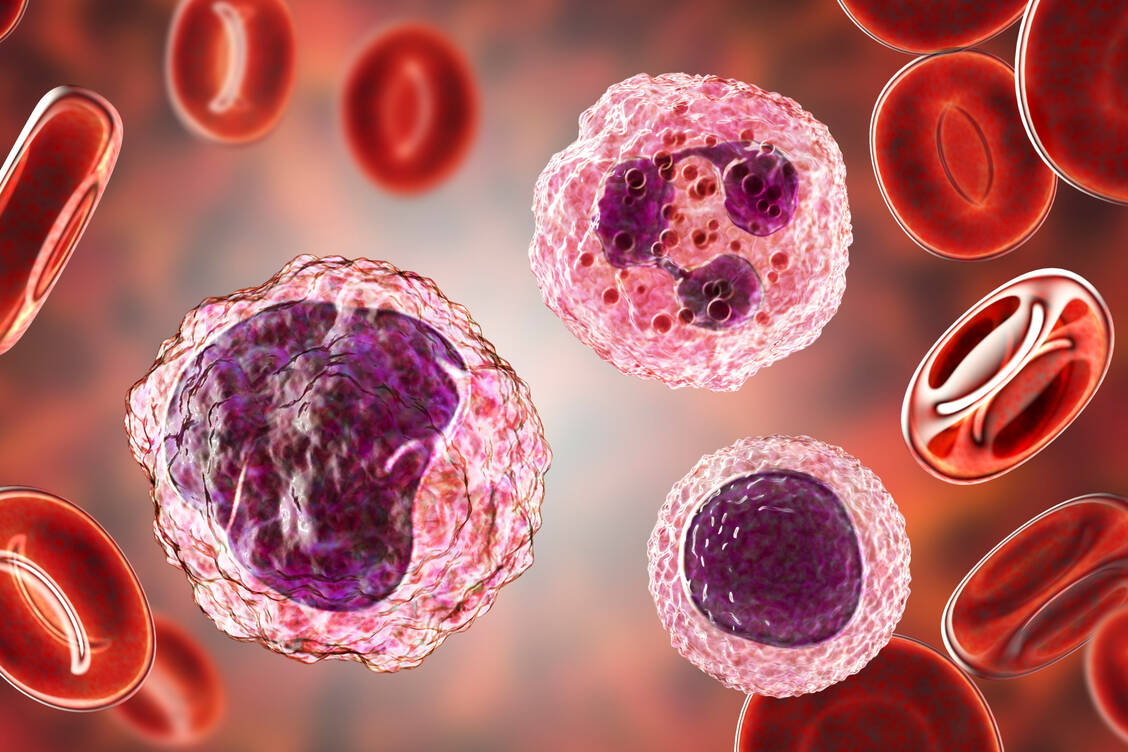 Lymphozyten (rechts unten) gehören genau wie Monozyten (links) und Neutrophile (rechts oben) zu den weißen Blutkörperchen. / Foto: Getty Images/Science Photo Library