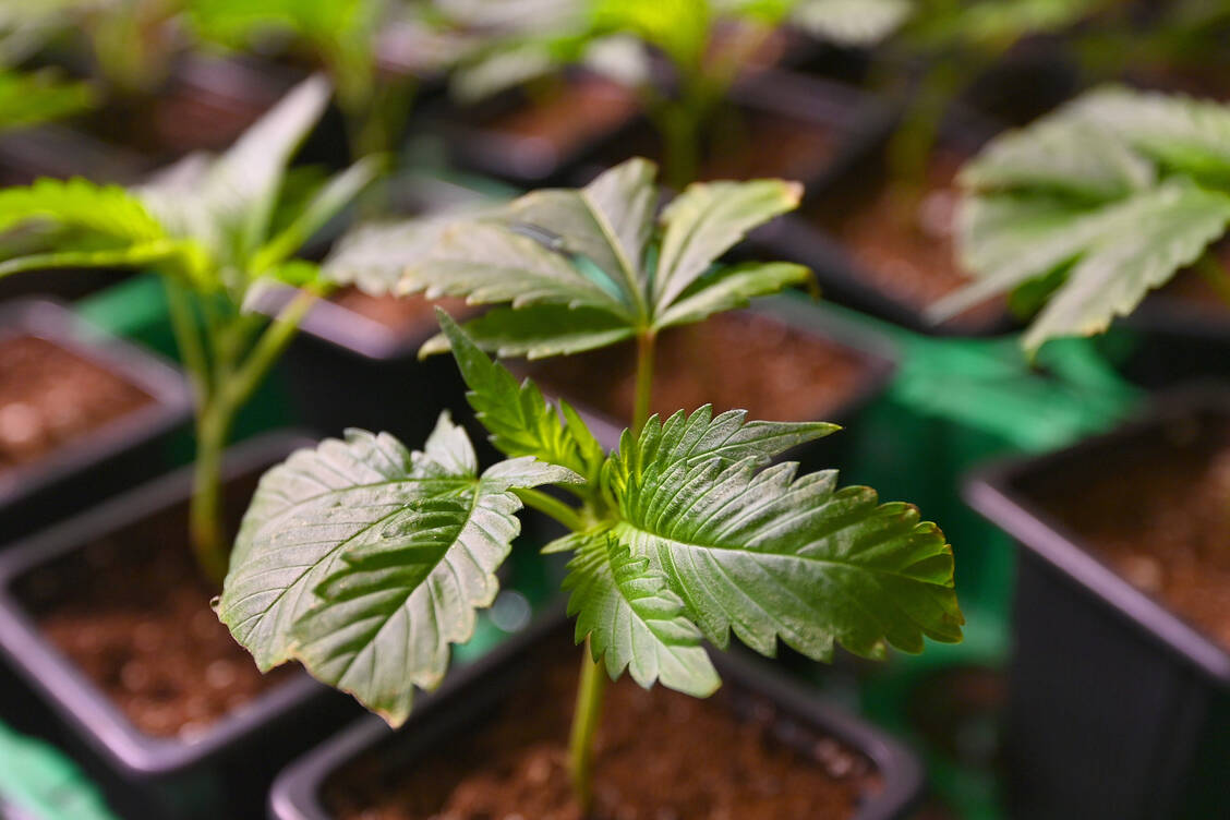 Die Unterzeichnerinnen und Unterzeichner des offenen Briefes bitten darum, regional und zeitlich begrenzte, wissenschaftlich begleitete Cannabis-Forschungsprojekte weiterhin zu ermöglichen. / © IMAGO/Sven Simon