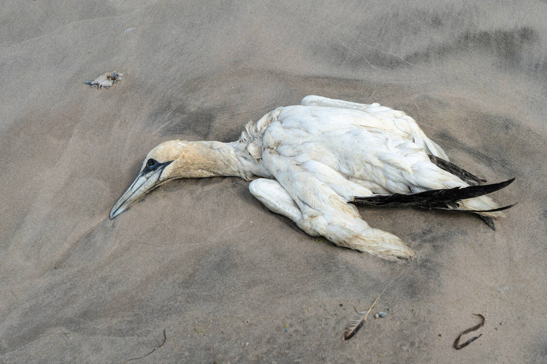 Laut Naturschutzbund bedroht die Vogelgrippe mindestens Bestände, wenn nicht das Vorkommen ganzer Arten in Deutschland wie hier den Baßtölpel. / Foto: Adobe Stock/Cezanne-Fotografie