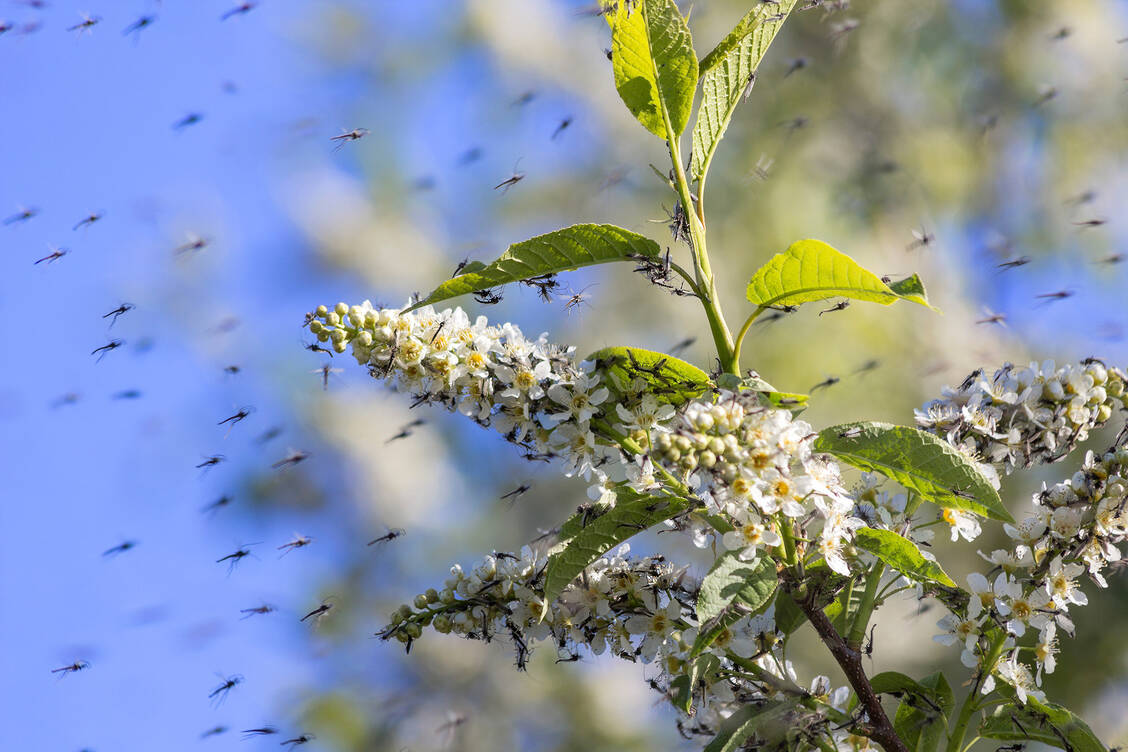. Bei Hausmücken dauere die Entwicklung unter den aktuellen Witterungsbedingungen vom Ei bis zur flugfähigen Mücke drei bis vier Wochen. / Foto: Getty Images/dmitry_7