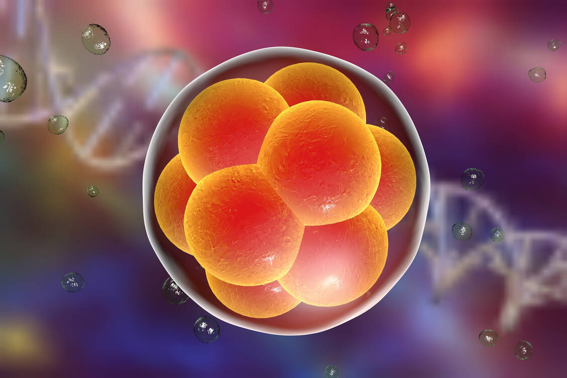 Forscher der Uni Tokio wollen in Embryos von Mäusen ohne Pankreas menschliche induzierte pluripotente Stammzellen (iPS-Zellen) einpflanzen, die sich zu einer Bauchspeicheldrüse entwickeln sollen. / Foto: Shutterstock/Kateryna Kon