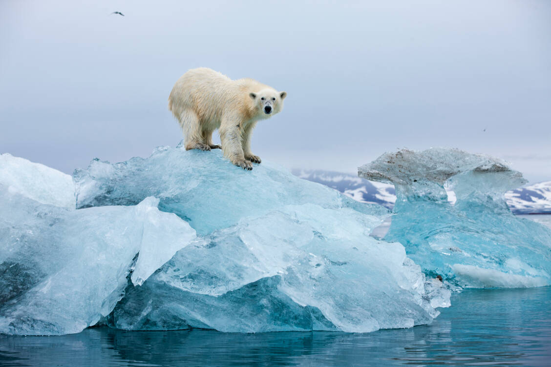 Im Jahr 2023 war zum ersten Mal bei einem Eisbären das Vogelgrippe-Virus nachgewiesen worden – bei einem jungen Männchen in Alaska. / © Getty Images/Paul Souders