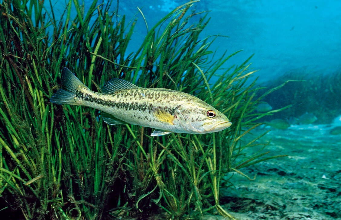 Arzneimittelreste im Wasser können aquatisches Leben beeinträchtigen. / Foto: Imago/blickwinkel