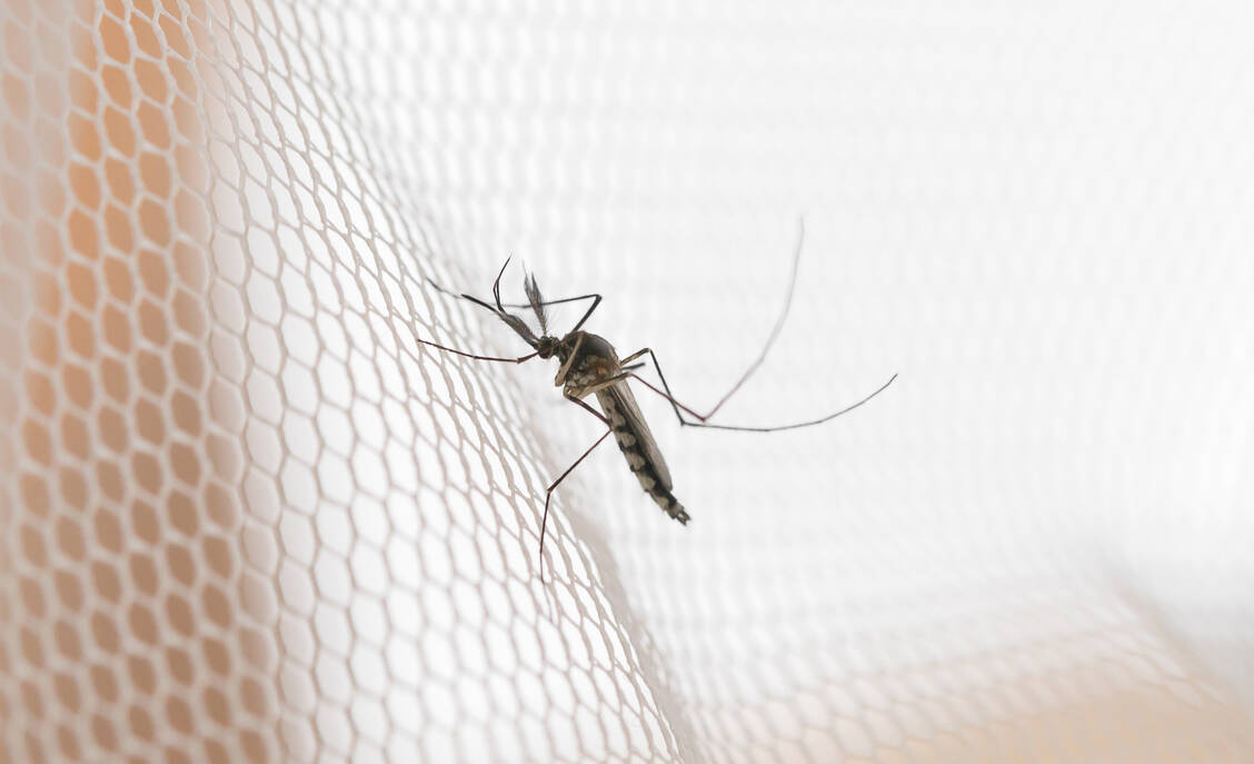 Moskitonetze sind effektive Mittel, um Infektionen mit dem Malaria-Erregern Plasmodium sp. zu verhindern.  Denn Mücken übertragen die Parasiten auf den Menschen. / Foto: Adobe Stock/grooveriderz