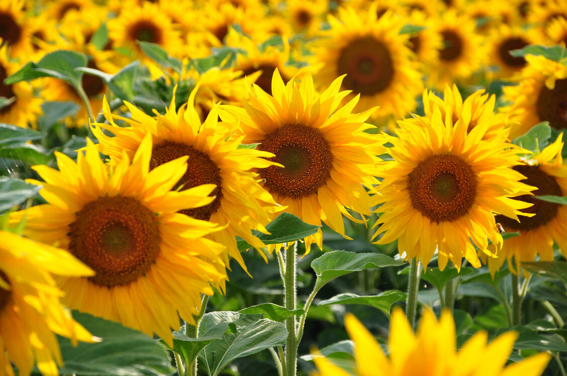 Die mit Abstand größte Ernte von Sonnenblumenkernen erfolgt in Russland und der Ukraine. / Foto: Adobe Stock/salajean