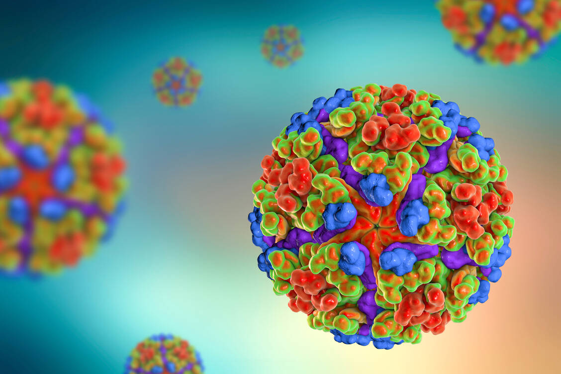 Gegen das Chikungunya-Virusgibt es bislang keinen Impfstoff für Menschen.  / Foto: Adobe Stock/Dr_Microbe
