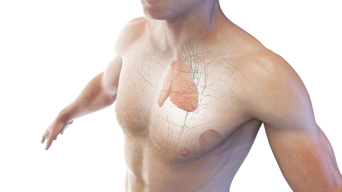 Die Thymusdrüse ist ein zweilappiges Organ, das maßgeblich an der Bildung von T-Lymphozyten beteiligt ist. Ab der Pubertät wird sein funktionales Gewebe zunehmend durch funktionsloses Fettgewebe ersetzt.  / © Getty Images/Science Photo Library