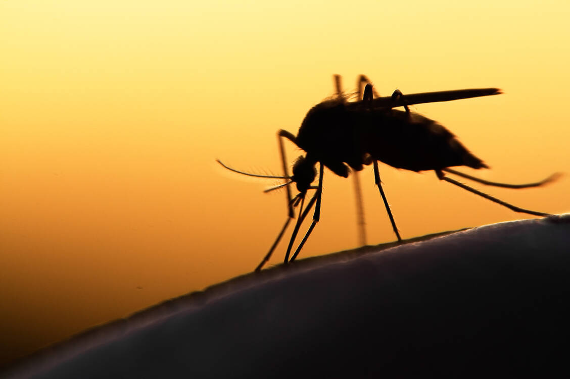 Malaria wird durch den Stich einer Stechmücke der Gattung Anopheles übertragen.  / Foto: Adobe Stock/mycteria