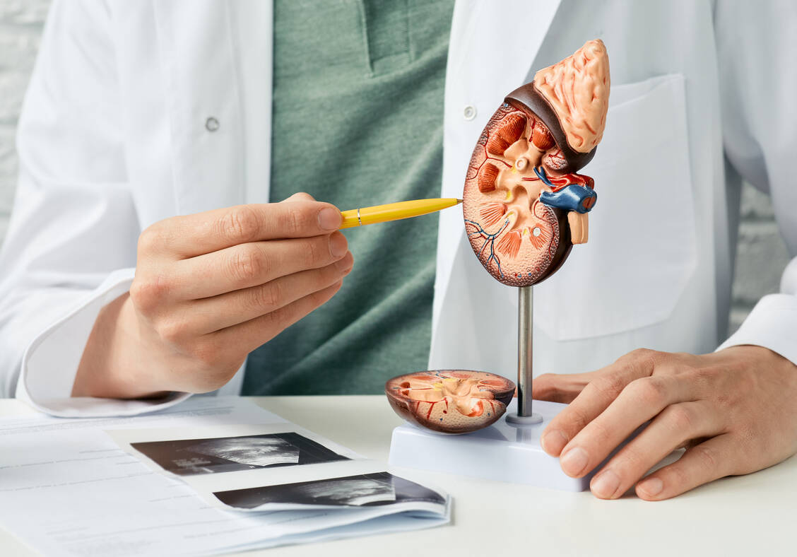 Nierenschützend wirken nicht nur ACE-Hemmer, Sartane, SGLT-2-Inhibitoren und Finerenon. Auch für Semaglutid wurde nun ein nephroprotektiver Effekt bei bereits vorgeschädigter Niere nachgewiesen. / Foto: Getty Images/peakSTOCK/ Artemenko_Daria