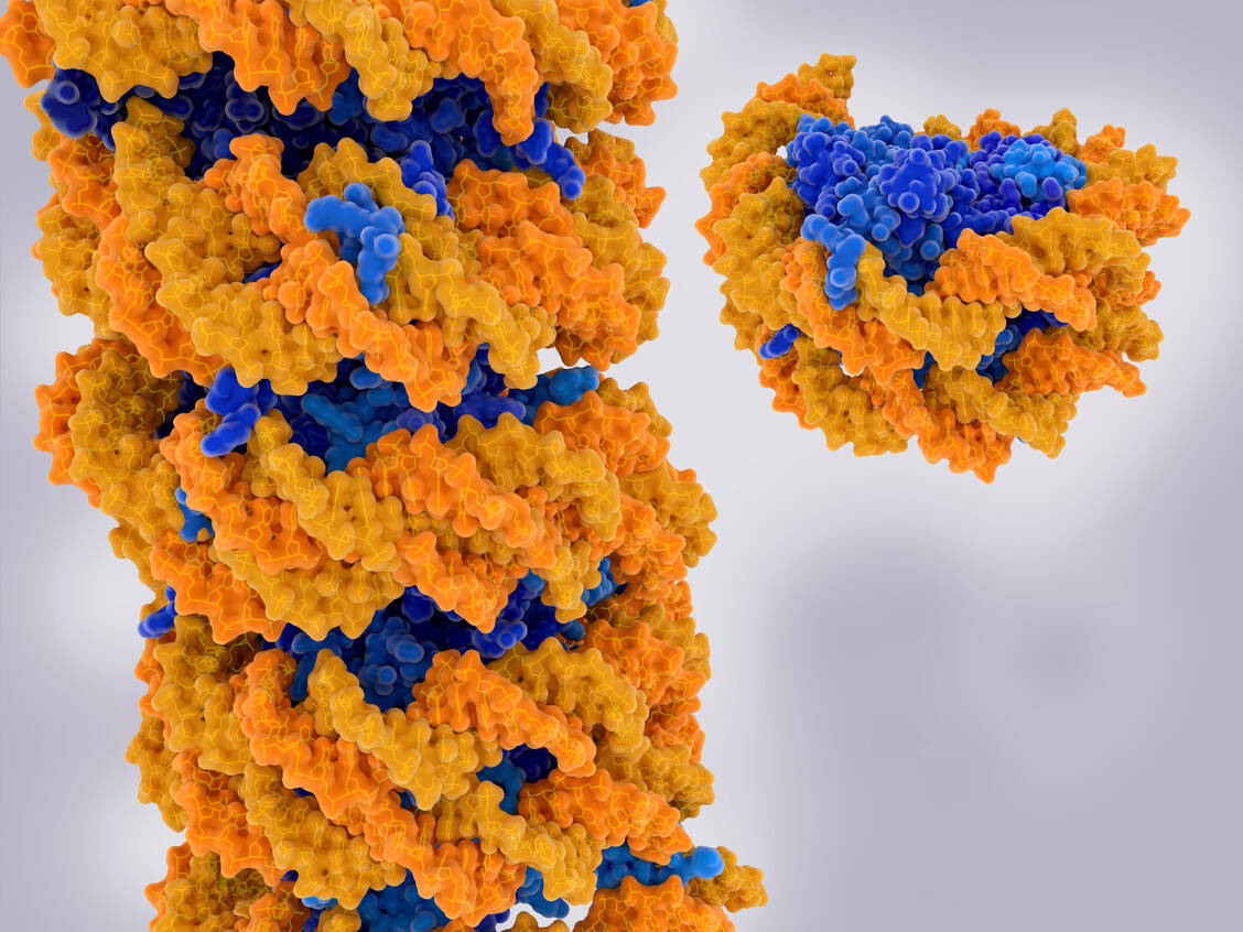 Der neue Wirkstoff hemmt eine Histon-Lysin-N-Methyltransferase. Diese Enzyme methylieren Histon-Proteine (blau), um die DNA (orange) zu Chromosomen aufgewickelt wird. / Foto: Getty Images/Juan Gaertner