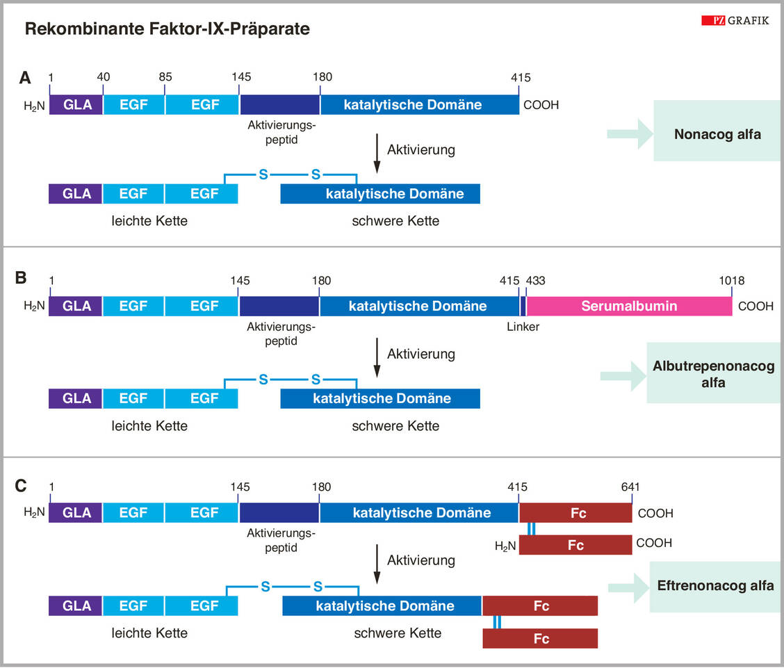 Abbildung 3: Struktureller Vergleich der verschiedenen rekombinanten FIX-Präparate (nähere Erläuterung im Text) / Foto: Grafik: PZ/Spitzer, modifiziert nach I. Zündorf; Dingermann, T., et al., 2019