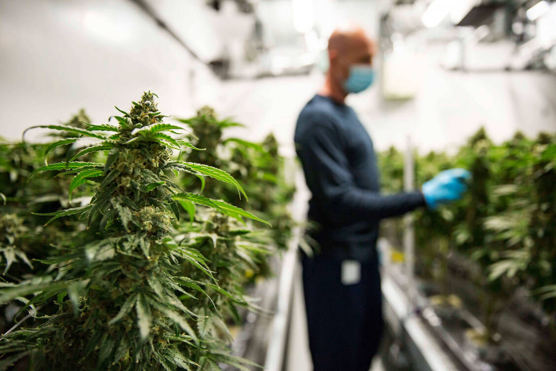 Beispielsweise in Simcoe in der Provinz Ontario wird Cannabis in Kanada angebaut. Einige Tonnen der Cannabisblüten sind dabei für den Export nach Deutschland bestimmt. Kanada hat übrigens den Anbau und Verkauf von Cannabis im Jahr 2018 komplett legalisiert. / Foto: Imago Images/ZUMA Press
