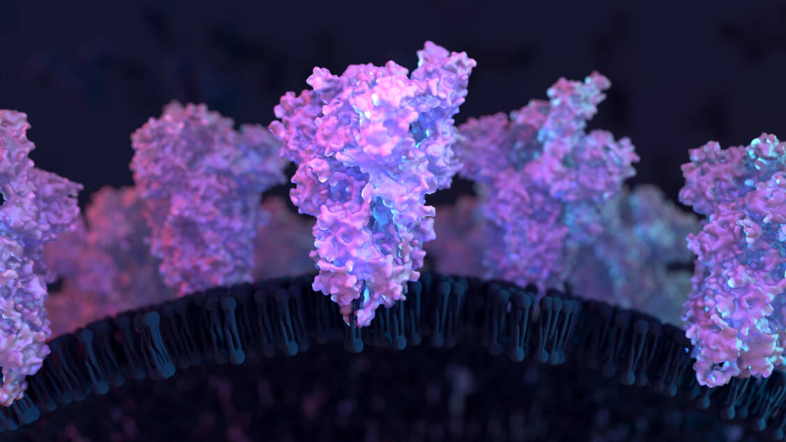 Am Spike-Protein von SARS-CoV-2 greifen neutralisierende Antikörper an. Da es bei Omikron gegenüber anderen Varianten stark verändert ist, wird es von den Antikörpern deutlich schlechter erkannt. / Foto: Getty Images/Design Cells