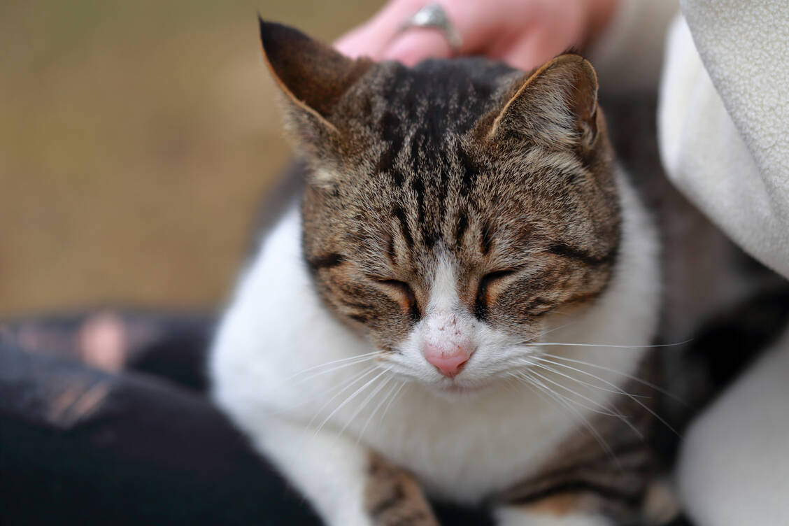 Ein neues Tierarzneimittel soll bei einer Coronavirus-Infektion bei Katzen helfen. Möglicherweise hilft es auch bei einer SARS-CoV-2-Infektion beim Menschen.  / Foto: Adobe Stock/AndreaCarlo