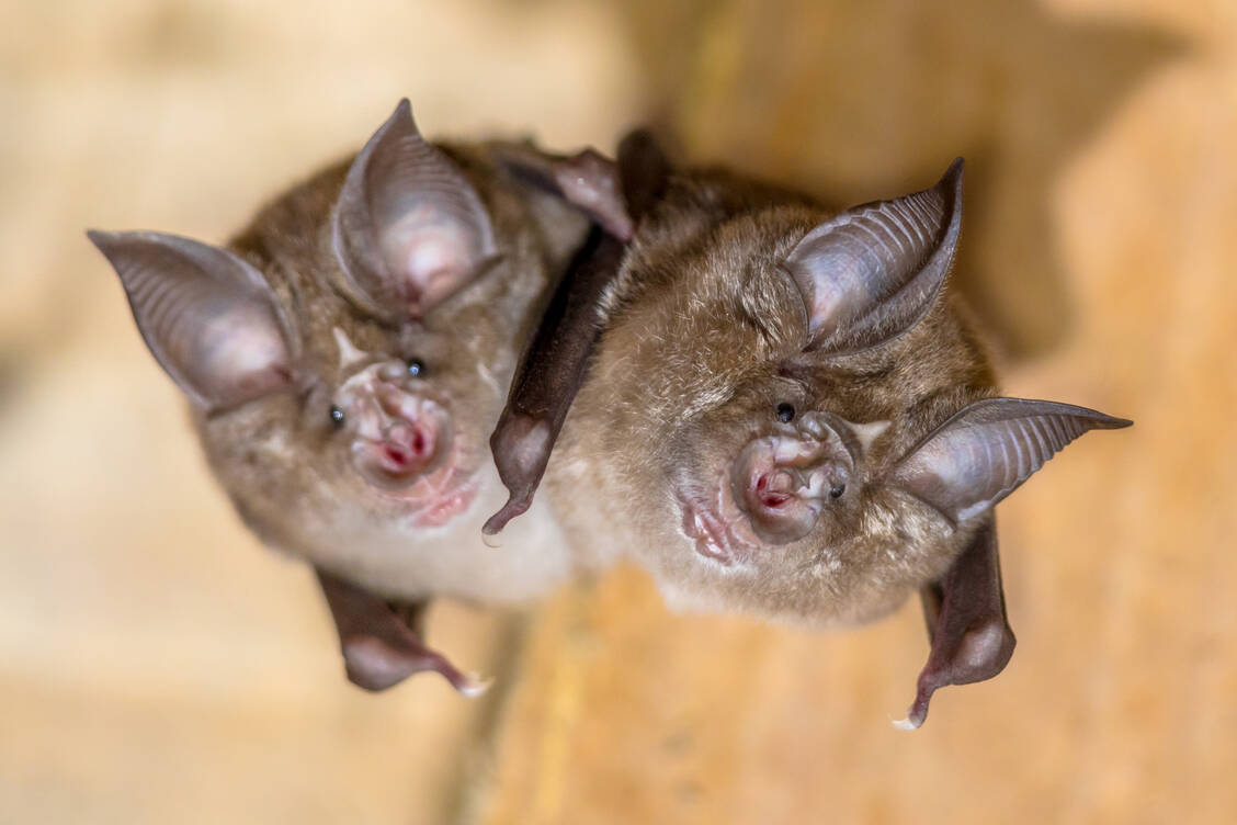 Hufeisennasen-Fledermäuse (hier zwei europäische Exemplare) gelten als wahrscheinlichste Quelle von SARS-CoV-2. / Foto: Adobe Stock/Creative Nature
