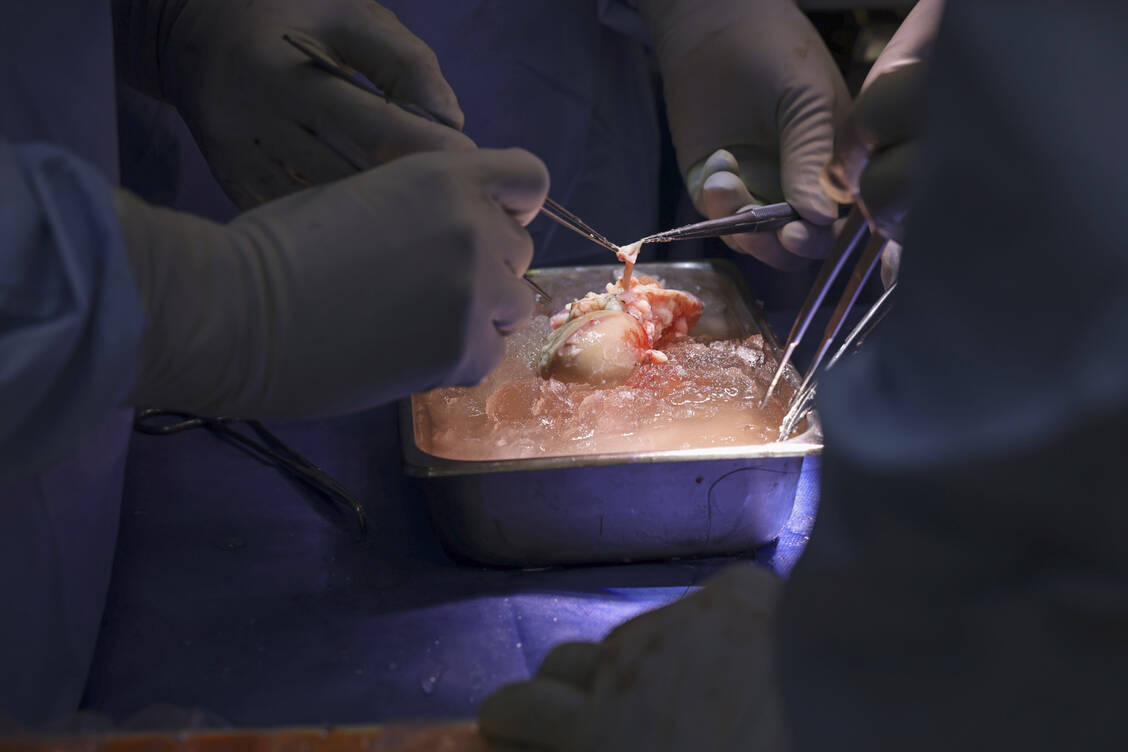 Am 16. März wurd einem Mann am Massachusetts General Hospital in einer vierstündigen Operation eine Schweineniere als Ersatzorgan eingesetzt. / Foto: 2024mghphotography/Massachusetts General Hospital