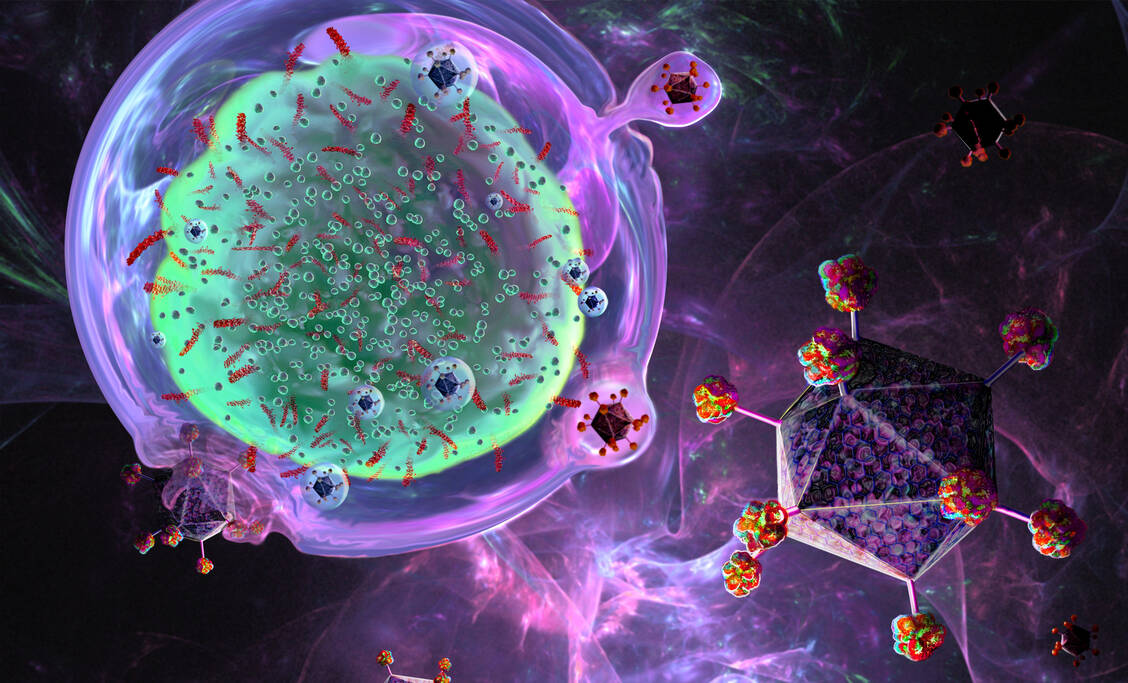 Schematische Darstellung der Modifikation von T-Zellen (links) durch Vektorviren (lila). / Foto: Getty Images/Science Photo Library/Keith Chambers