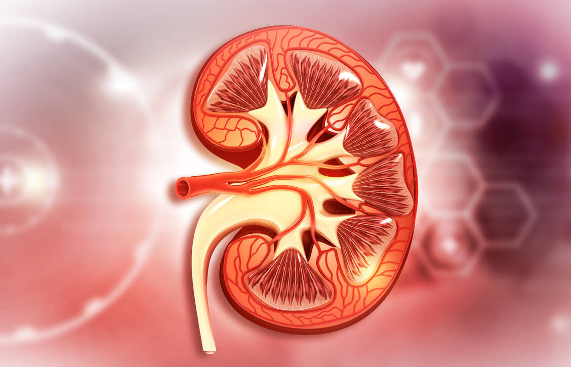 Die IgA-Nephritis wird manchmal auch Morbus Berger genannt und ist eine Form der Glomerulonephritis. / Foto: Adobe Stock/Rasi