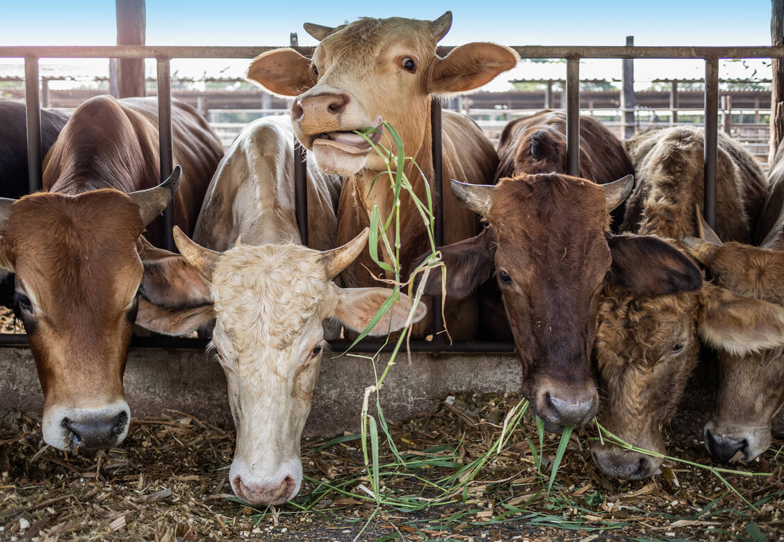 In den USA wurden Vogelgrippeinfektionen bei Milchkuhherden aus acht Bundesstaaten gemeldet. Die Genome der H5N1-Influenzaviren wurden auch in der Milch der Tiere nachgewiesen. / Foto: Adobe Stock/Dumrongsak Songdej