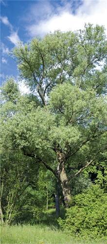 Salicylsäure aus der Weidenrinde ist der Klassiker unter den antientzündlichen Naturstoffen.
<p class="fotonachweis">Foto: Imago/Blickwinkel</p>