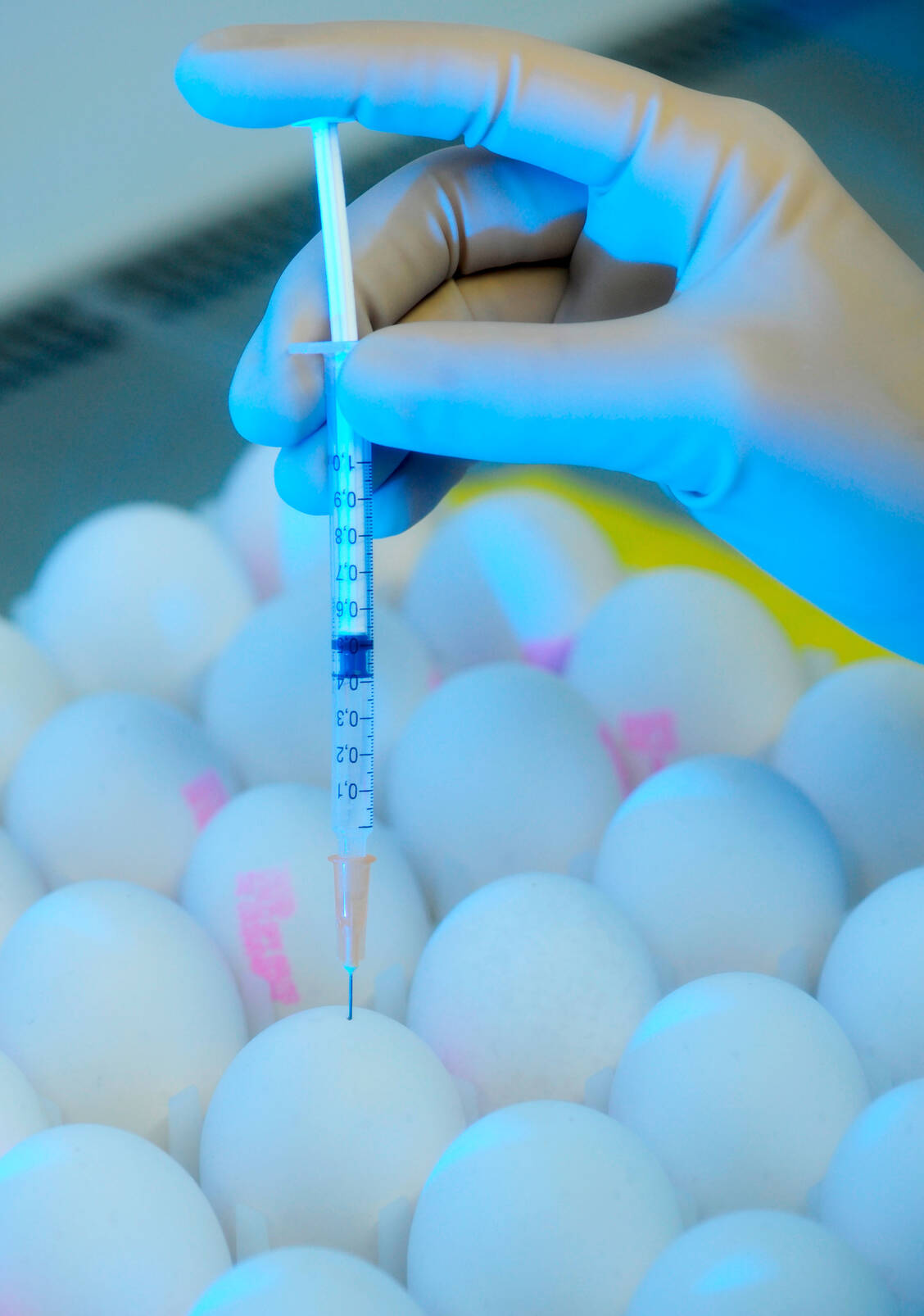 Könnte die sogenannte Ei-Adaptation bei der Produktion in Hühnereiern Antigendrifts beschleunigen, sodass der hergestellte Impfstoff weniger gut zu den zirkulierenden Viren passt? / Foto: Picture Alliance