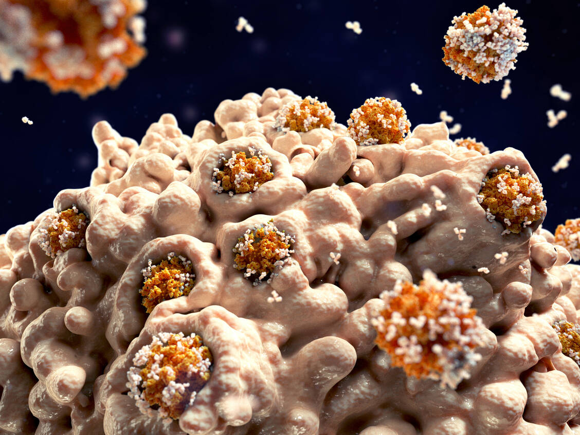 Ein großer Teil der Bevölkerung hat bereits T-Zellen, die das SARS-Coronavirus-2 erkennen können. Das könnte ihnen eine Art Vorsprung bei einer Infektion mit dem neuen Erreger geben.  / Foto: Adobe Stock/Juan Gärtner