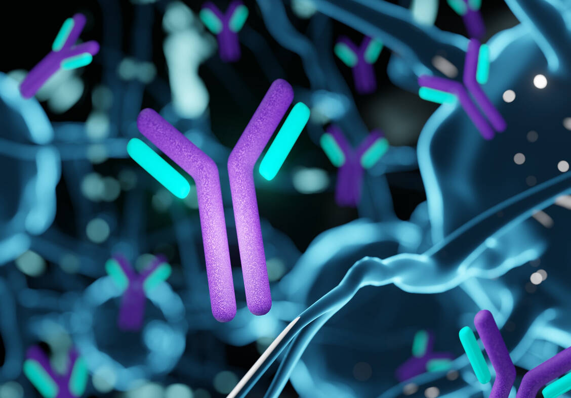 Forschende sehen großes Potenzial in KI-designten Antikörpern. Diese könnten besondere funktionelle Eigenschaften haben, etwa eine verbesserte Gehirnpenetration oder die Fähigkeit, mehrere Zielstrukturen gleichzeitig zu erkennen. / © Getty Images/Love Employee