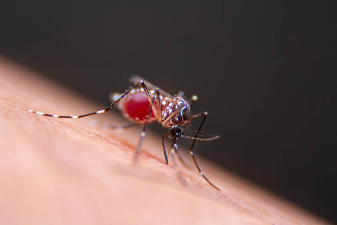 Dengue ist eine durch Mücken übertragbare Virusinfektion. / Foto: Adobe Stock/ Wriya