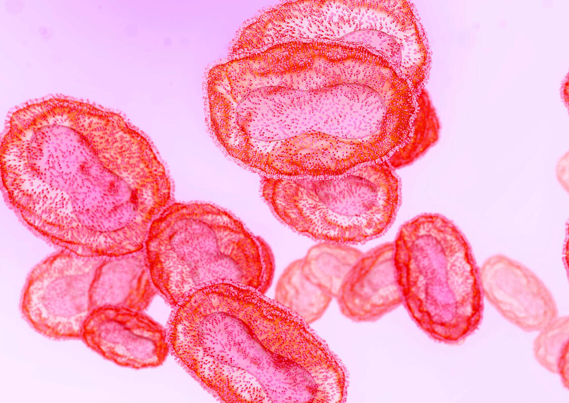 Das Affenpockenvirus ist ein Vertreter der Gattung Orthopoxvirus aus der Familie Poxviridae (Pockenviren). / Foto: Adobe Stock/TuMeggy