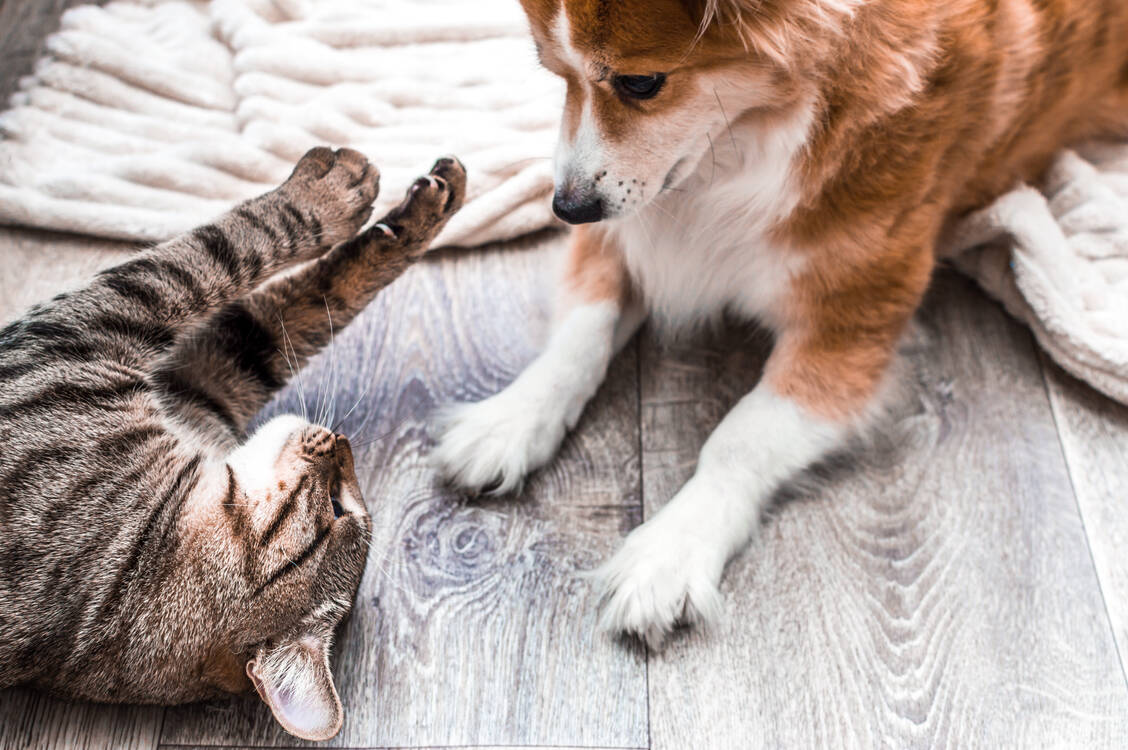 Katzen vertragen kein Permethrin. Auch der unbeabsichtigte Kontakt, wenn beispielsweise Katze und Hund im selben Haushalt leben, ist zu vermeiden. / Foto: Adobe Stock/anastas_