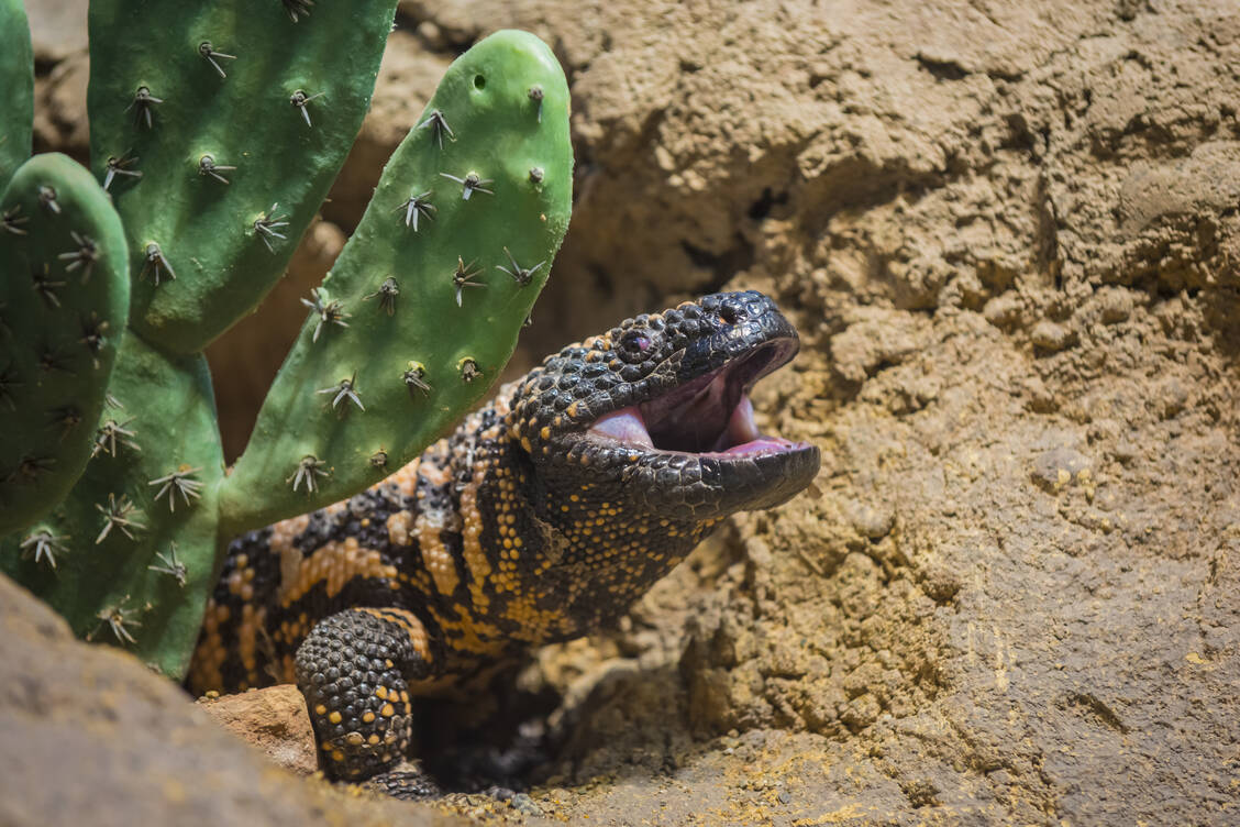 Blaupause für die Inkretin-Analoga war Exendin-4, ein Peptid aus dem Speichel der nordamerikanischen Gila-Krustenechse. / Foto: Shutterstock/ Kris Wiktor
