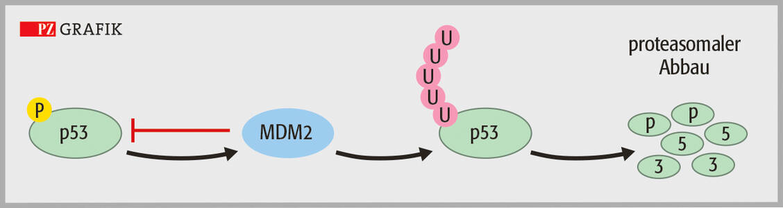 Abbildung 2: Der Komplex MDM2/p53 (links) führt p53 durch Ubiquitinylierung einem proteasomalen Abbau zu und blockiert somit apoptotische Aktivitäten. Der Inhibitor UBX0101 setzt die Apoptose wieder in Gang. / Foto: Stephan Spitzer