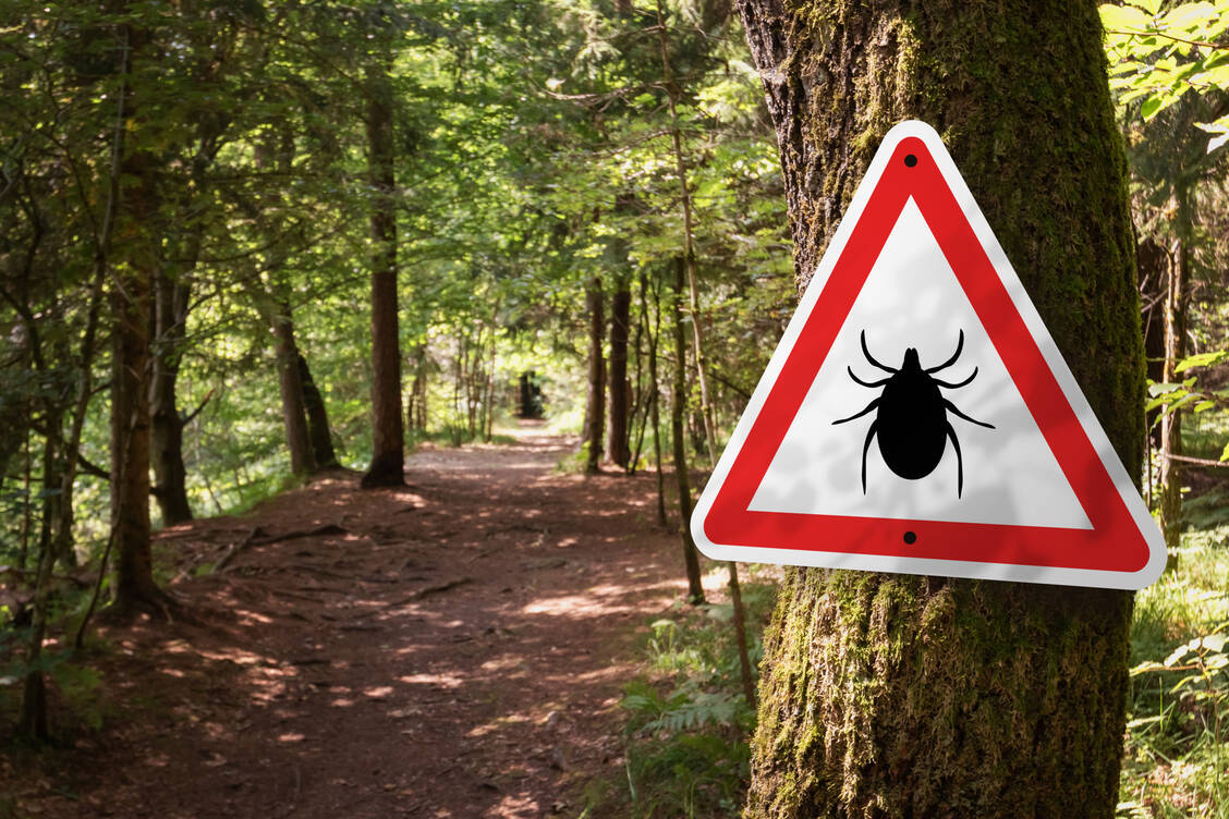 Insgesamt 180 Kreise in Deutschland gelten offiziell als FSME-Risikogebiet – hier sollte man sich vor Zeckenstichen hüten und geimpft sein. / Foto: Getty Images/24K-Production