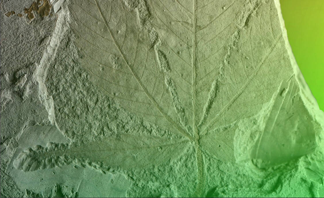 Rauchzeichen aus der Urzeit: Fossiles Cannabisblatt Cannabis oligocaenica sorgt für gute Stimmung bei Forschenden. / © Museum für Naturkunde Berlin/Ludwig Luthardt