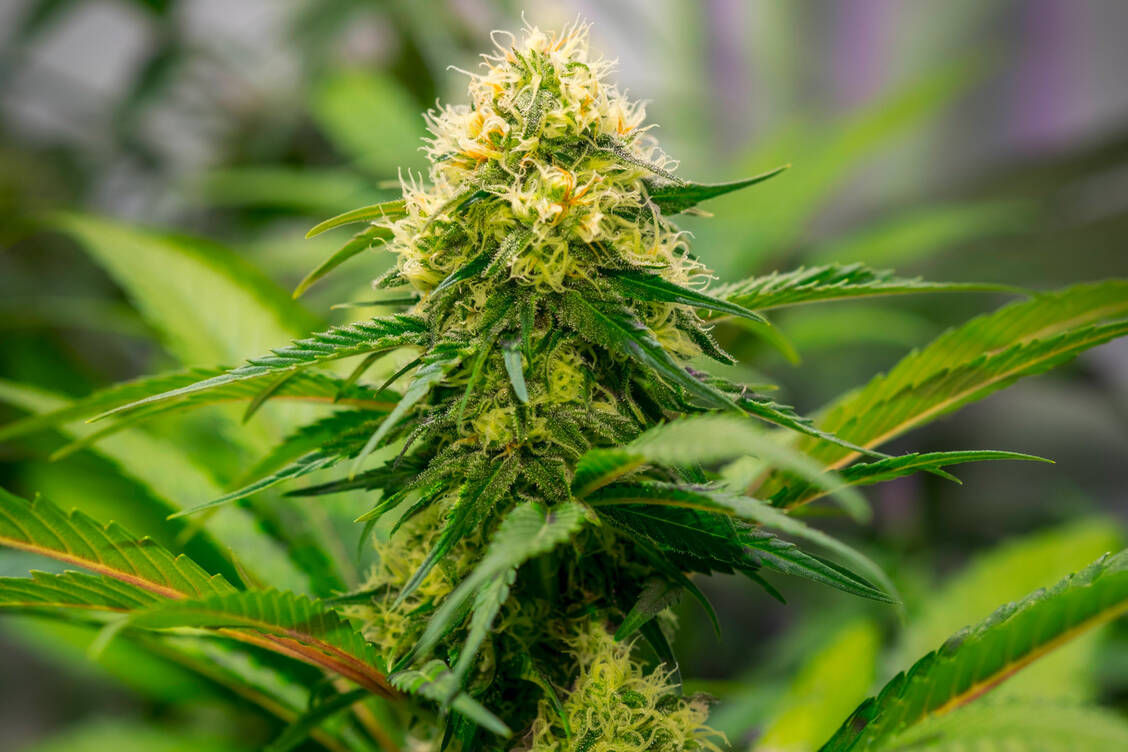 Die Cannabis Sativa-Pflanzen werden nun auch bald in der Nähe von Dresden angebaut. Nach der Ernte werden die Blüten getrocknet und über die Apotheken unter anderem an Schmerzpatienten abgegeben. / Foto: Imago Images / Arvid Müller