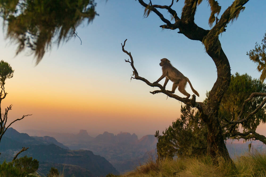 Der Klimawandel und die fortlaufende Ausbreitung menschlicher Siedlungsgebiete macht die Wahrscheinlichkeit der Übertragung tierischer Viren immer wahrscheinlicher. / Foto: Adobe Stock/Chr. Offenberg
