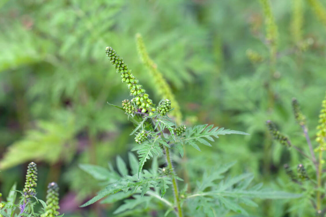 Das Beifußblättrige Traubenkraut (Ambrosia artemisiifolia) ist ein aus Nordamerika stammender Neophyt, der mittlerweile auch in Deutschland vorkommt. Eingeschleppt wurden die Samen der stark allergenen Pflanze über verunreinigtes Vogelfutter. / © Adobe Stock/ChrWeiss