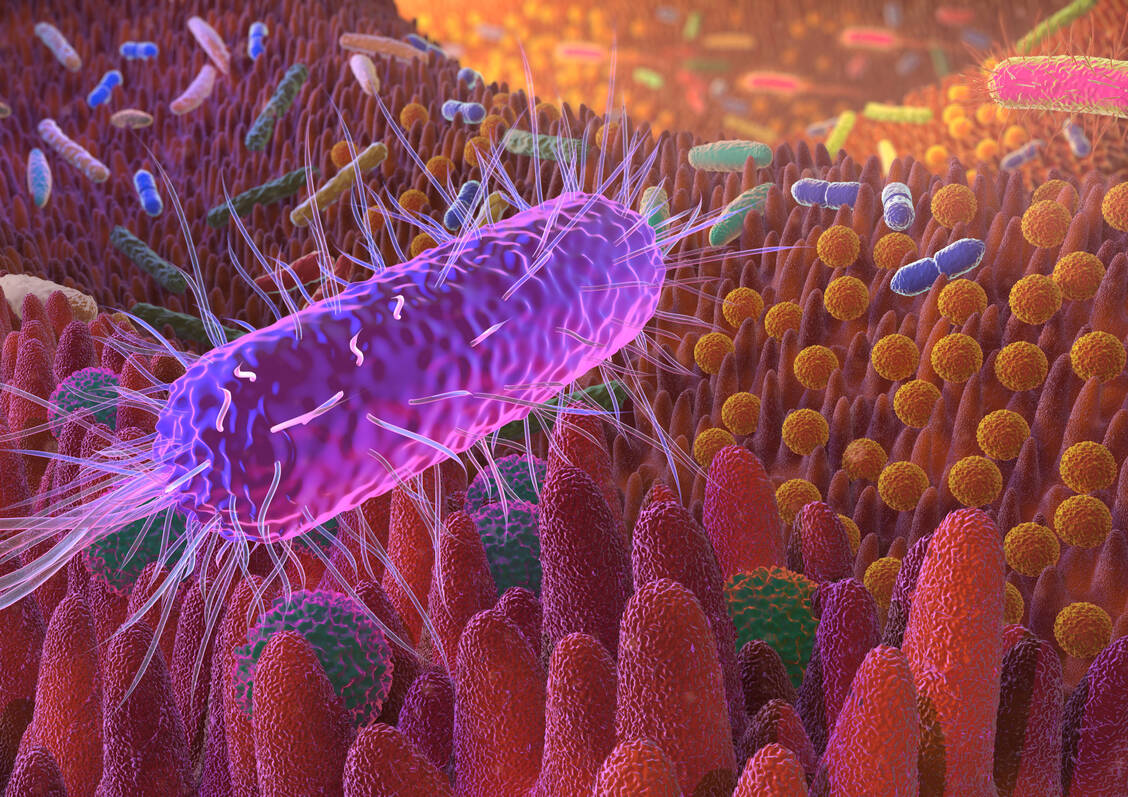 Manche streng anaeroben Darmbewohner scheinen einen Schutzeffekt gegen Darmkrebs zu haben.  / © Adobe Stock/Alex