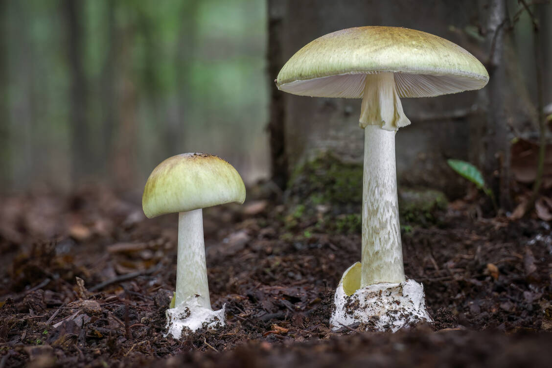 Der Grüne Knollenblätterpilz (Amanita phalloides) wird häufig mit essbaren Pilzen verwechselt. Pilzsucher sollten sich sehr gut auskennen oder vor dem Verzehr einen Experten die Ernte bestimmen lassen. / Foto: Adobe Stock/Jaroslav Machacek