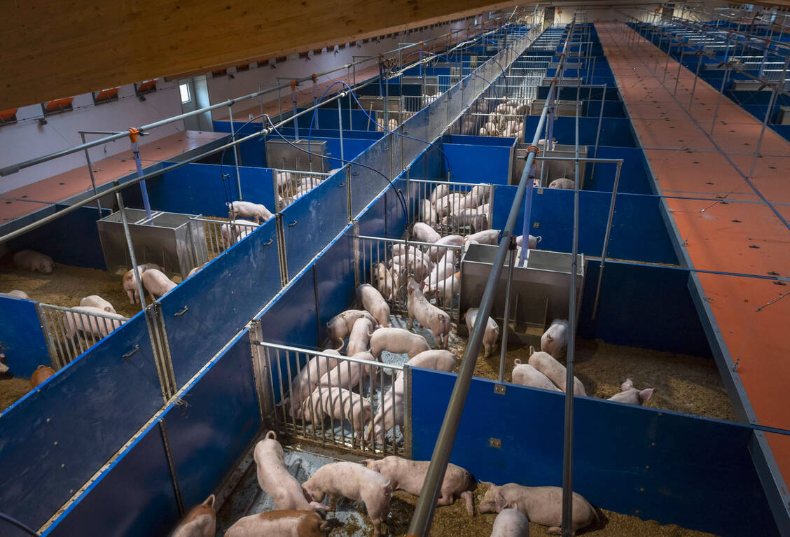 Ein großer Anteil der 701 Tonnen Tier-Antibiotika dürfte in der Landwirtschaft eingesetzt worden sein. Sie werden oft auch in der Schweinemast benötigt, damit sich keine Krankheiten in den Ställen ausbreiten können. / Foto: Imago Images/photothek