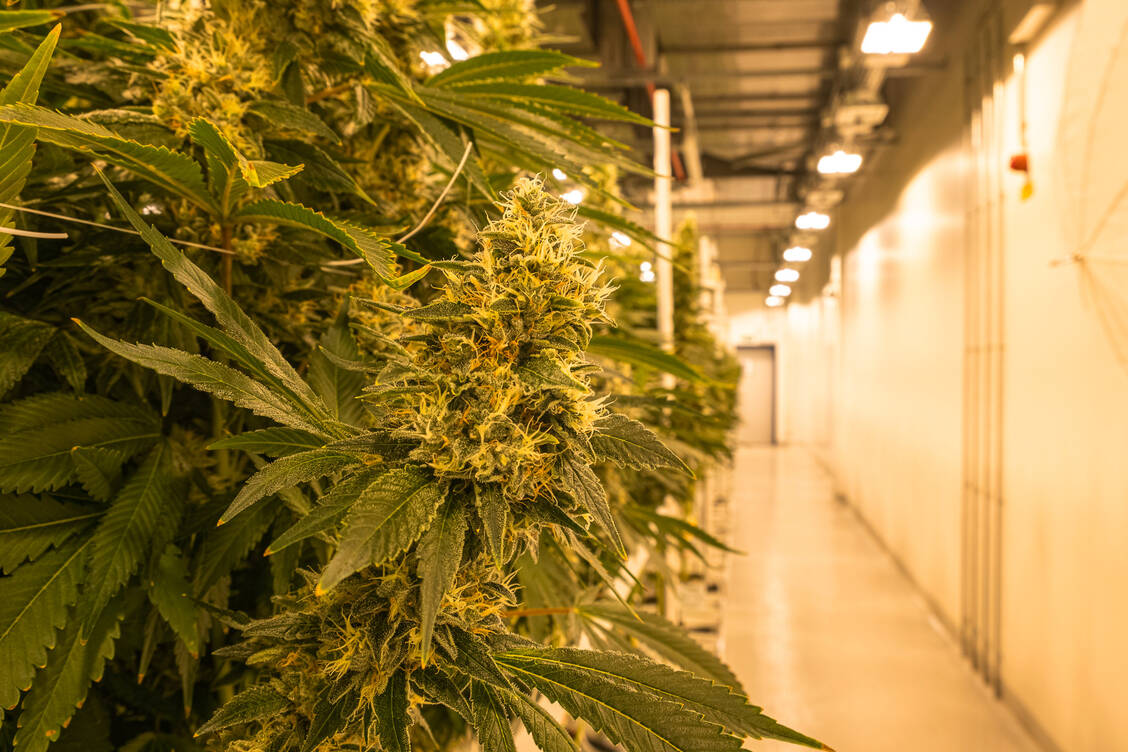 Demecan baut in Sachsen medizinisches Cannabis an.  / Foto: Demecan