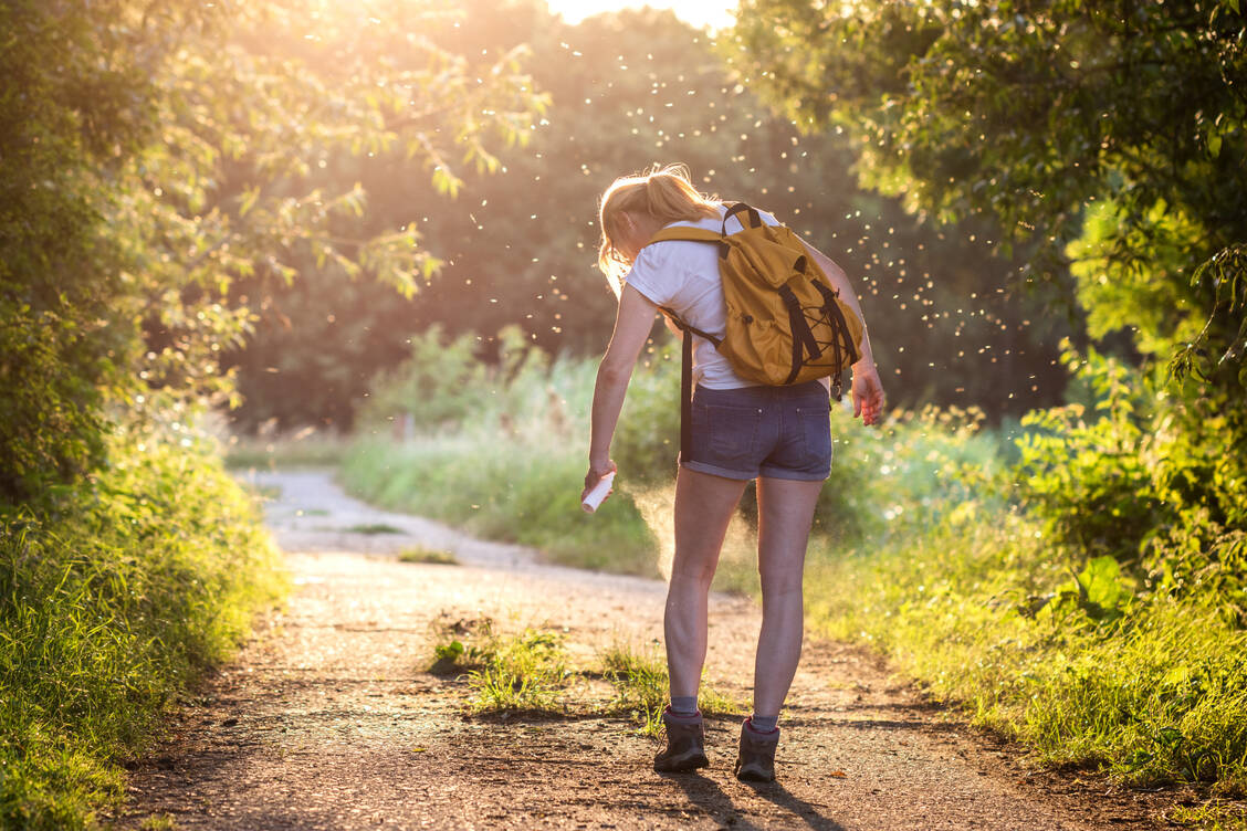 Das Surren und Stechen stört Gartenfeiern, raubt manchem den Schlaf und nervt Wanderer. / Foto: Adobe Stock/encierro