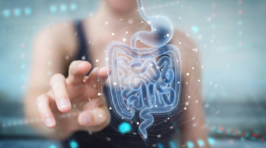 Gastrointestinale Stromatumoren entstehen mit etwa 50 bis 70 Prozent am häufigsten im Magen (gastro), gefolgt von circa 20 bis 30 Prozent  im Dünndarm (intestinal). / Foto: Adobe stock/sdecoret