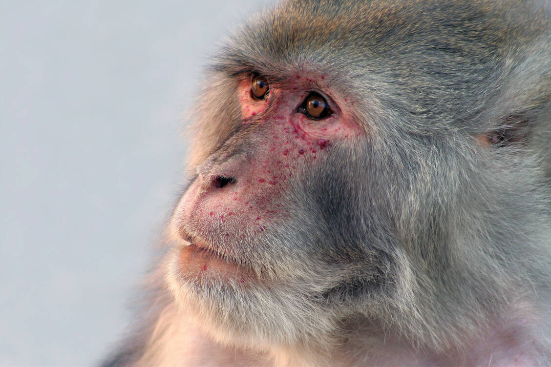 Ganz ohne Tierversuche geht es im Moment noch nicht, auch nicht bei der Entwicklung eines Impfstoffs gegen das neue Coronavirus. Makaken wie Rhesusaffen haben ein ähnliches Immunsystem wie Menschen. / Foto: Fotolia/farbkombinat