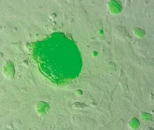 Pluripotente Stammzellen sind Hoffnungsträger für die Regeneration von geschädigtem Herzgewebe.
<p class="fotonachweis">Foto: MPI für molekulare Biomedizin/Jin Young Joo</p>